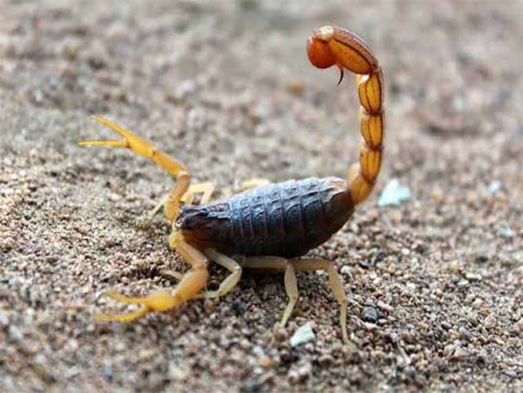 control alacranes