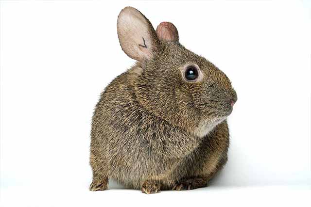 servicios fauna